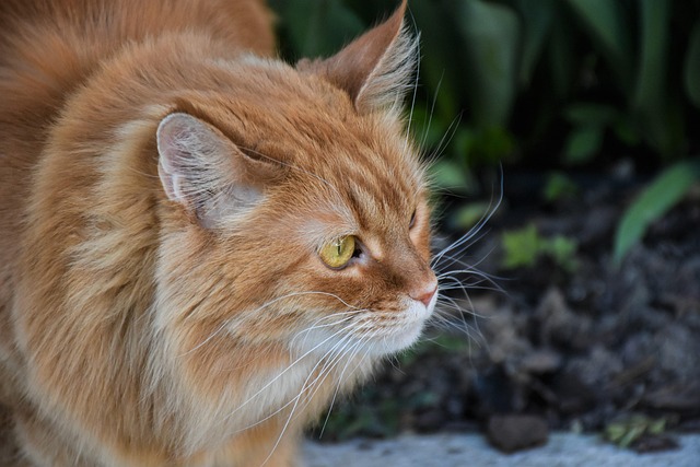 ginger-cats-640x480-60415924.jpeg