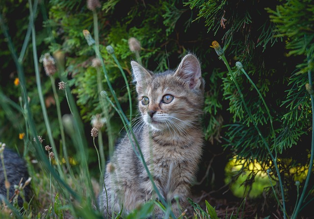 Ginger Cats
