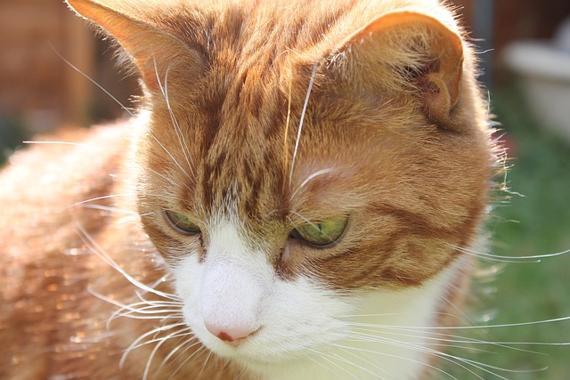 Ginger Cats
