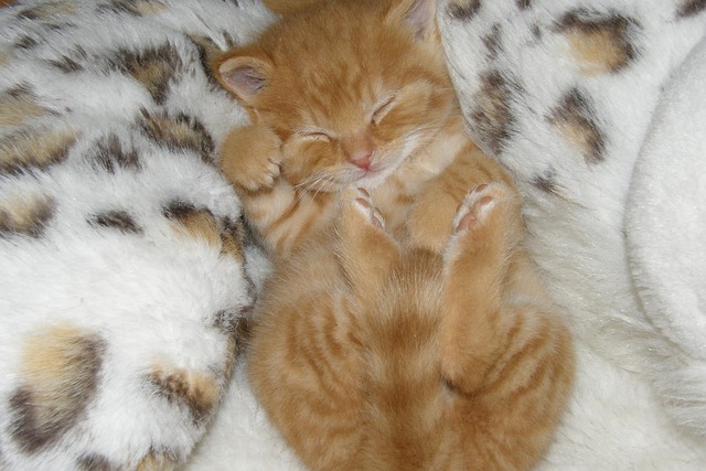 Ginger Kittens