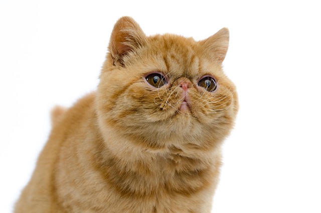 Ginger Kittens