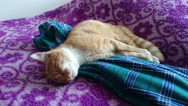 Ginger Kittens