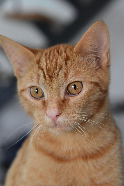Ginger Kittens