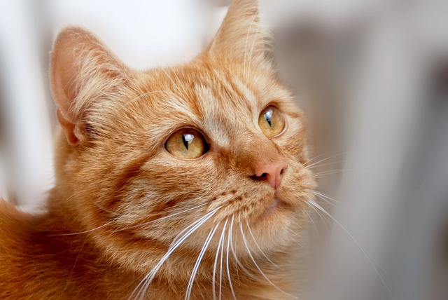 Ginger Kittens