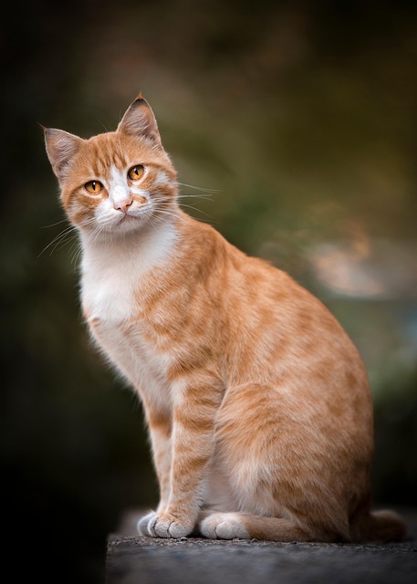 Ginger Kittens