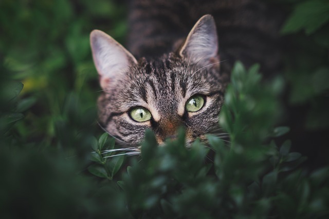 gorgeous-orange-tabby-cats-640x480-24989799.jpeg