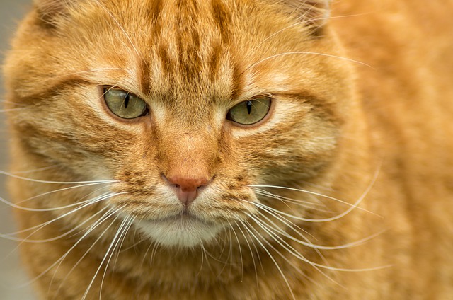 Gorgeous Orange Tabby Cats