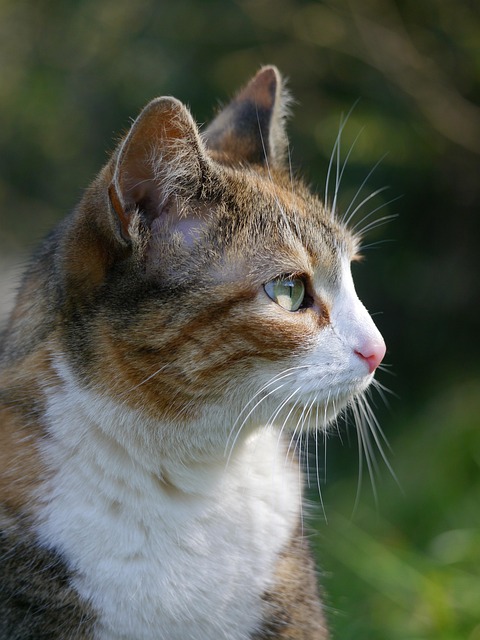 Marmalade Cats