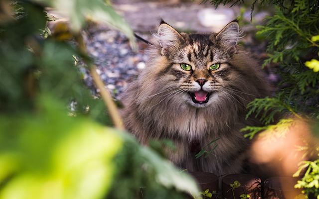 marmalade-cats-640x480-30144119.jpeg