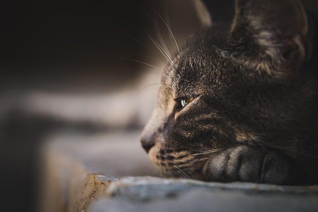 Unveiling the Charms of Adorable Marmalade Cats