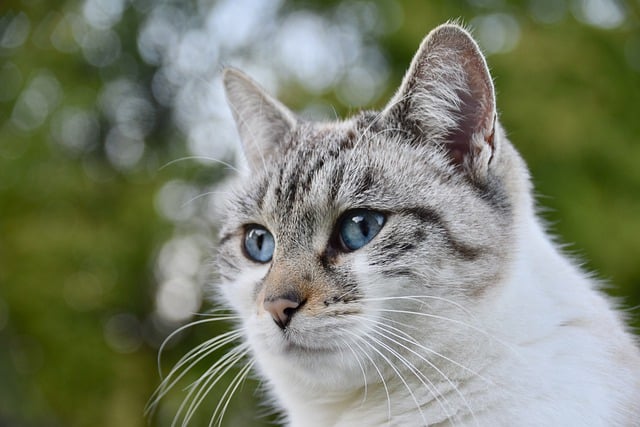 Marmalade Cats