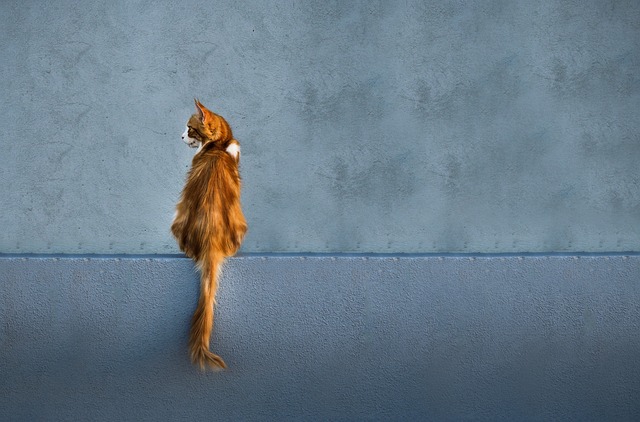 marmalade-cats-640x480-70719217.jpeg