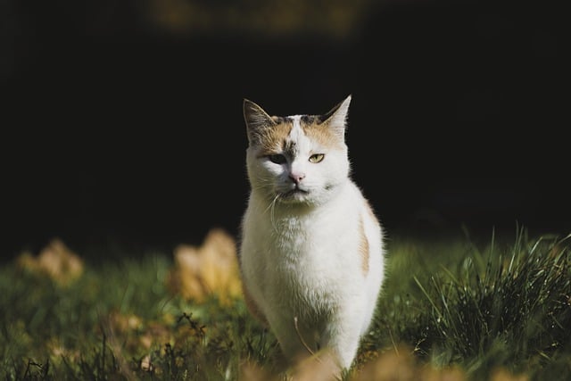 Marmalade Cats
