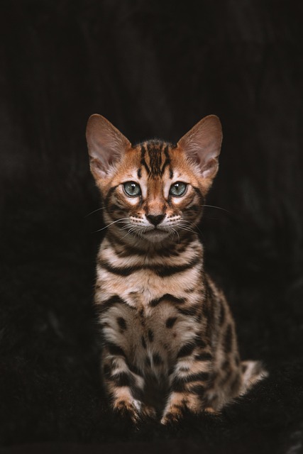 Marmalade Felines