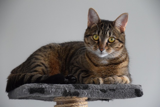 Marmalade Felines