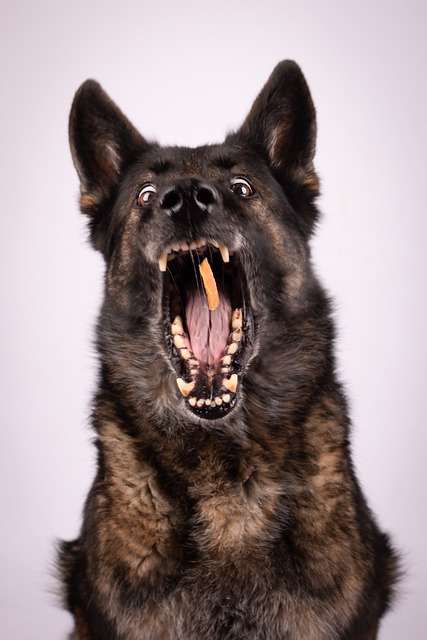 night guards for oral health