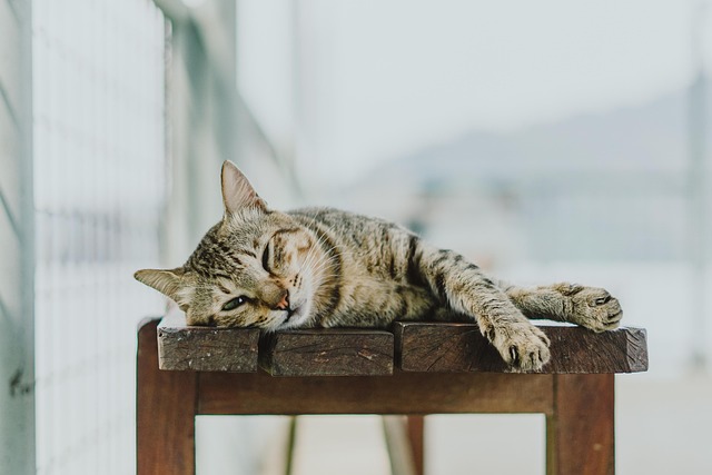 Orange Cat Resources