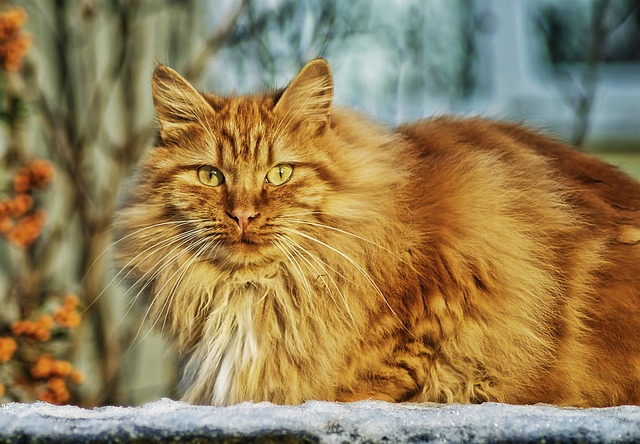Orange Cat Resources