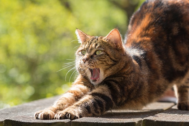 Orange Cat Resources