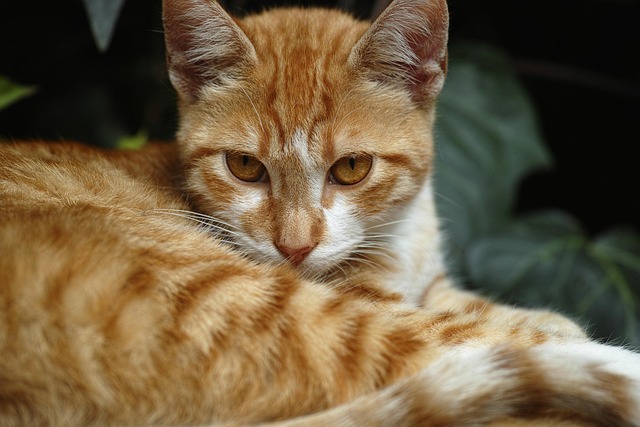 orange-cats-640x480-34505411.jpeg