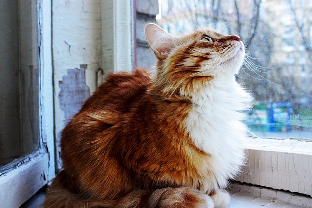 Orange Cats