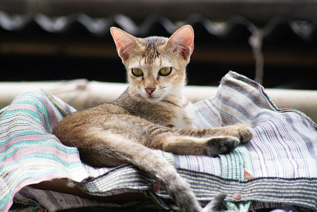 orange-cats-640x480-58033212.jpeg