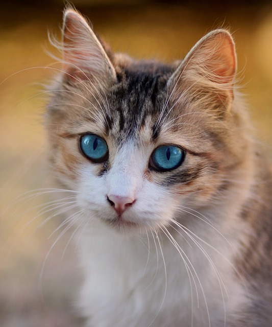 Unveiling the Charm: Health and Beauty of Orange Cats