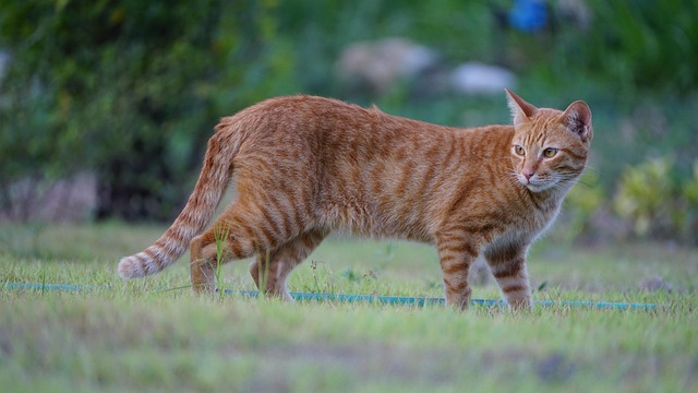 Orange Cats