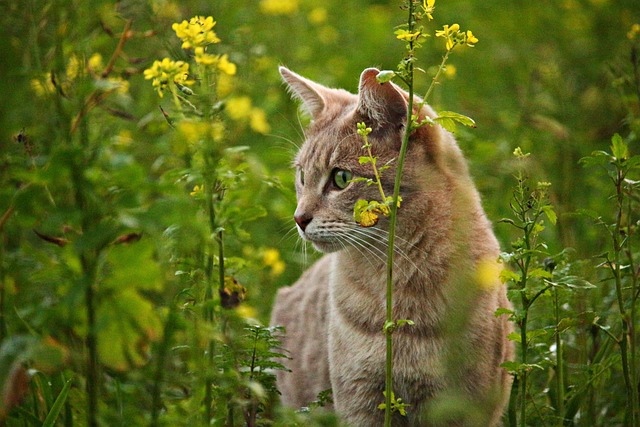 orange-cats-640x480-69371246.jpeg