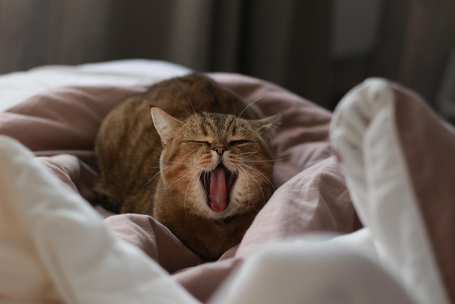 Orange Cats