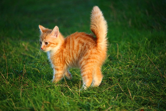 orange-kittens-640x480-42150891.jpeg