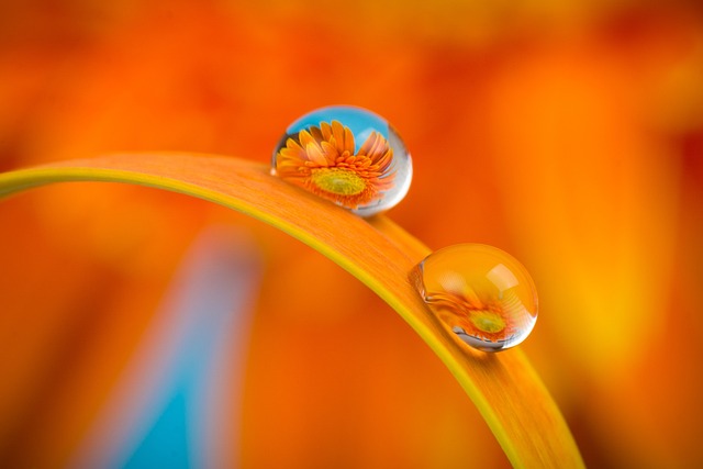 orange-kittens-640x480-58425763.jpeg