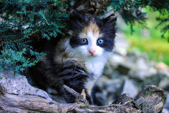 Orange Kittens