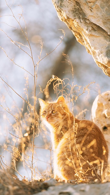 Orange Kittens