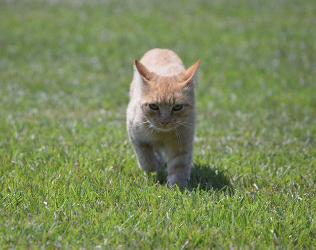 Orange Tabbies: Playful, Lovable Companions – Unveiling Their Unique Charm