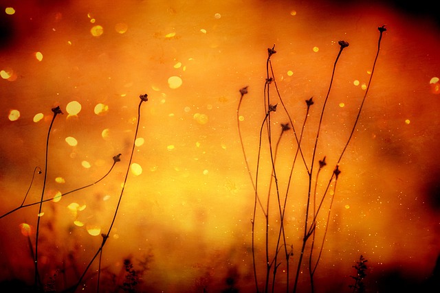 orange-tabbies-640x480-52338432.jpeg
