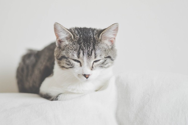 Orange Tabby