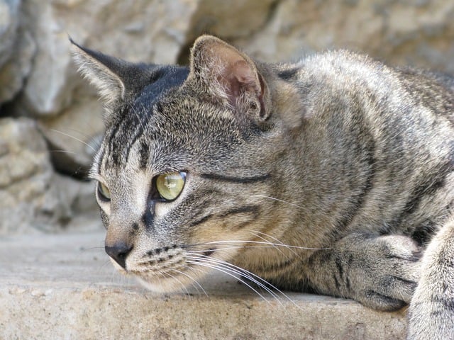 Orange Tabby