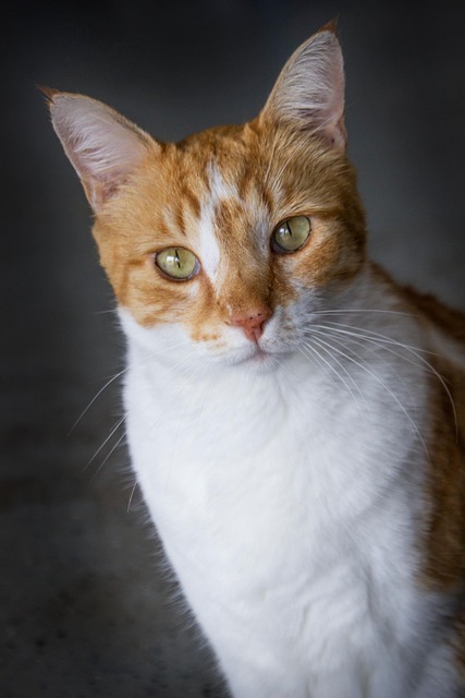 Orange Tabby