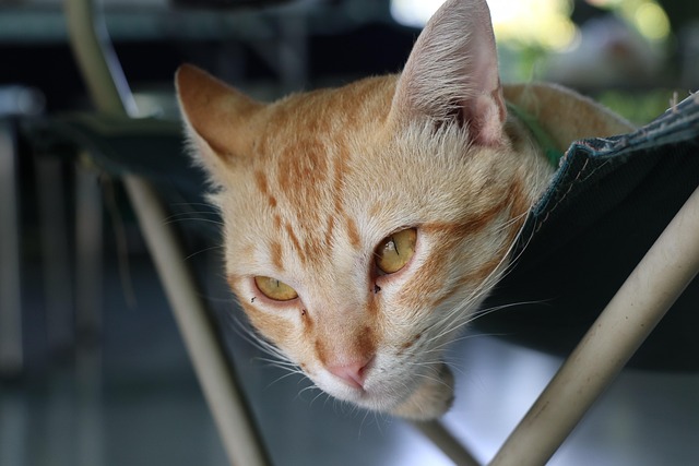 Orange Tabby