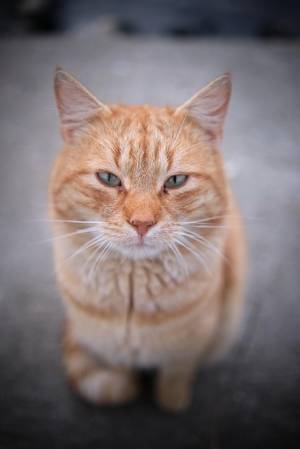 Orange Tabby