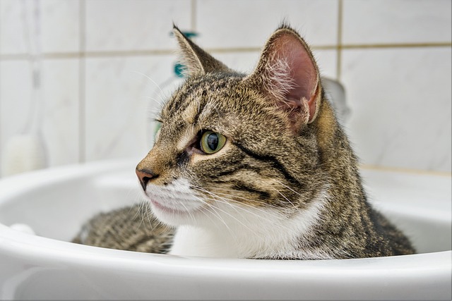 Orange Tabby
