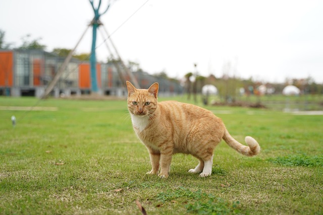 Unveiling the Secrets of Charming Orange Tabby Cats