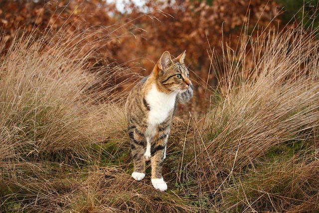Orange Tabby