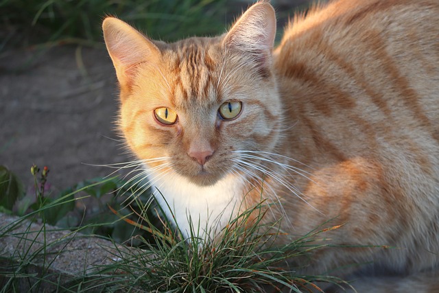 Orange Tabby Cats