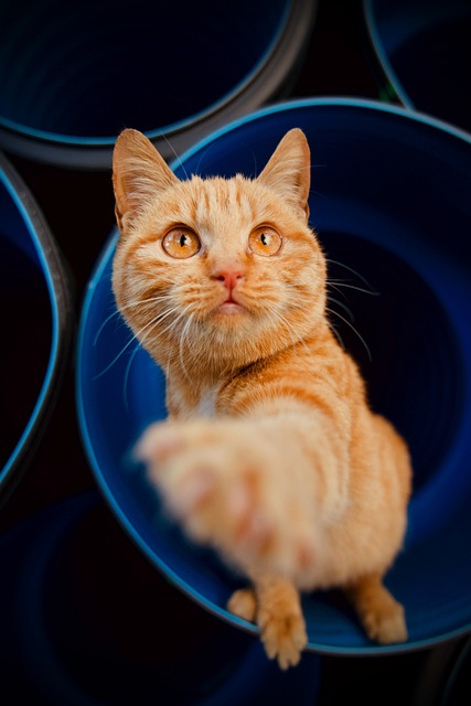 Orange Tabby Cats