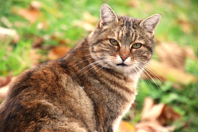 orange-tabby-cats-640x480-63678098.jpeg