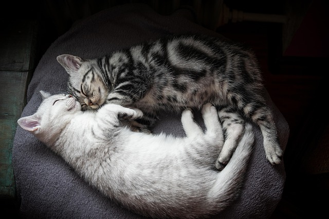 Orange Tabby Cats