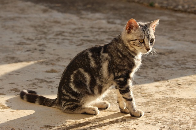 orange-tabby-kitten-640x480-2741934.jpeg