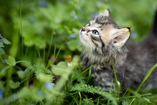 Orange Tabby Kitten